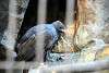 ueno_zoo_2122_mini.jpg