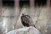 ueno_zoo_2125_mini.jpg