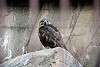 ueno_zoo_2126_mini.jpg