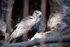 ueno_zoo_2127_mini.jpg