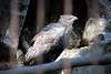 ueno_zoo_2128_mini.jpg