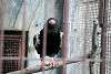 ueno_zoo_2129_mini.jpg