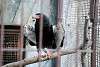 ueno_zoo_2130_mini.jpg