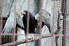 ueno_zoo_2131_mini.jpg