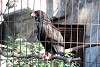 ueno_zoo_2135_mini.jpg