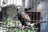 ueno_zoo_2136_mini.jpg