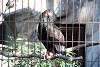 ueno_zoo_2137_mini.jpg