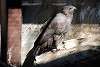 ueno_zoo_2138_mini.jpg