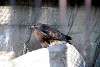 ueno_zoo_2139_mini.jpg