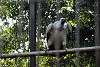 ueno_zoo_2140_mini.jpg