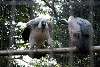 ueno_zoo_2141_mini.jpg