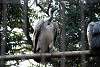 ueno_zoo_2142_mini.jpg