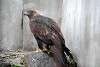 ueno_zoo_2143_mini.jpg