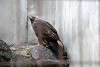 ueno_zoo_2144_mini.jpg
