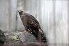 ueno_zoo_2145_mini.jpg