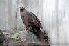 ueno_zoo_2146_mini.jpg