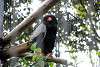ueno_zoo_2147_mini.jpg
