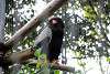 ueno_zoo_2148_mini.jpg
