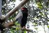 ueno_zoo_2149_mini.jpg