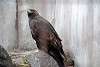 ueno_zoo_2150_mini.jpg