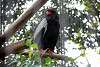 ueno_zoo_2151_mini.jpg
