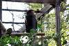 ueno_zoo_2154_mini.jpg