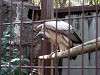 ueno_zoo_2155_mini.jpg