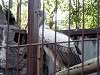 ueno_zoo_2156_mini.jpg