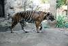 ueno_zoo_2157_mini.jpg