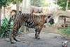ueno_zoo_2161_mini.jpg
