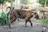 ueno_zoo_2162_mini.jpg