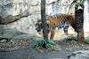 ueno_zoo_2163_mini.jpg
