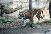 ueno_zoo_2164_mini.jpg