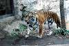 ueno_zoo_2165_mini.jpg