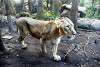 ueno_zoo_2166_mini.jpg