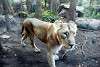 ueno_zoo_2167_mini.jpg