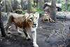 ueno_zoo_2169_mini.jpg