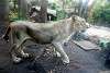 ueno_zoo_2172_mini.jpg