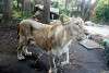 ueno_zoo_2174_mini.jpg