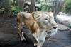 ueno_zoo_2175_mini.jpg