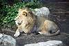 ueno_zoo_2177_mini.jpg