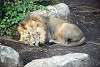 ueno_zoo_2178_mini.jpg