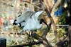 ueno_zoo_2180_mini.jpg