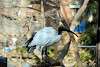 ueno_zoo_2181_mini.jpg