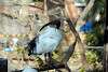ueno_zoo_2182_mini.jpg