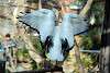 ueno_zoo_2186_mini.jpg