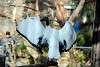 ueno_zoo_2189_mini.jpg