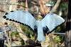 ueno_zoo_2190_mini.jpg