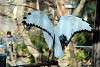 ueno_zoo_2192_mini.jpg