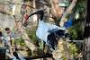 ueno_zoo_2196_mini.jpg
